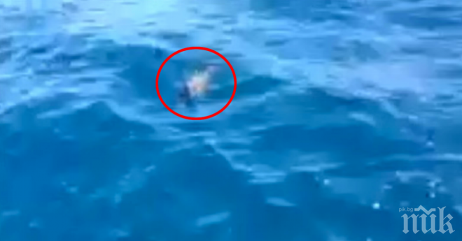 Те видяха нещо във водата. Решиха да го заснемат, защото такова нещо човек вижда само веднъж в живота си!
