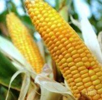 Българският износ на царевица е намалял тройно
