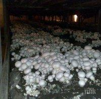 Руснаци влагат 55 млн. евро в Разград