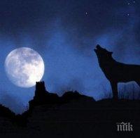 Голям прелом се случва днес: Тази нощ очакваме Вълча Луна! Вижте какво ще стане!