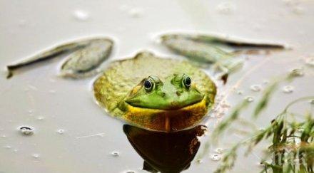 учени откриха смятан изчезнал вид жаби