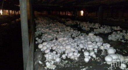 руснаци влагат млн евро разград