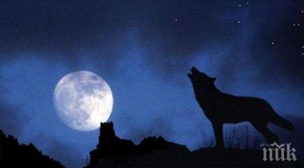 голям прелом случва нощ очакваме вълча луна вижте стане