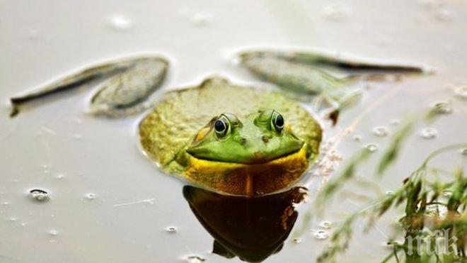 Учени откриха смятан за изчезнал вид жаби