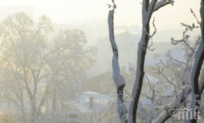 Дърво падна и потроши БМВ в Русе
