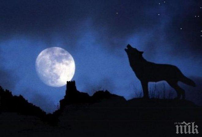 Голям прелом се случва днес: Тази нощ очакваме Вълча Луна! Вижте какво ще стане!
