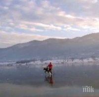 Мъж от Правец ходи по тънък лед в езеро, за да спаси лебед Мъж от Правец ходи по тънък лед в езеро, за да спаси лебед