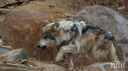 бургаски ловци отстреляха вълка
