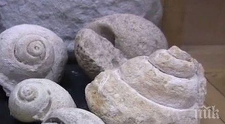пик фосили млн години природонаучен музей пловдив