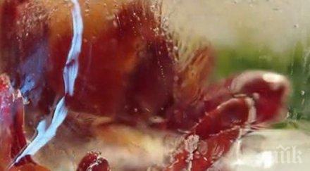 пик леден ден варна