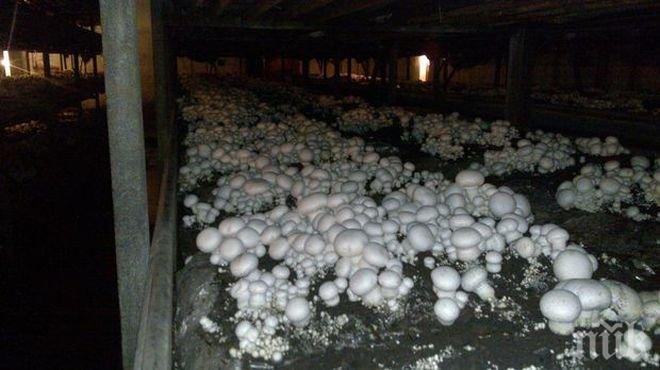 Инвеститор готов да вложи 55 млн. за гъби в Разград