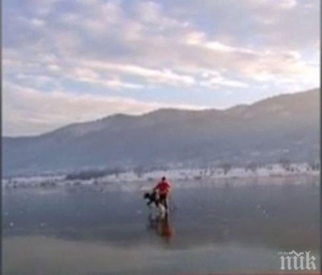 Мъж от Правец ходи по тънък лед в езеро, за да спаси лебед