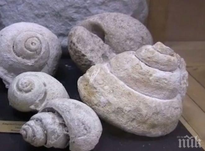 ПИК TV: Фосили на 80 млн години в Природонаучен музей - Пловдив