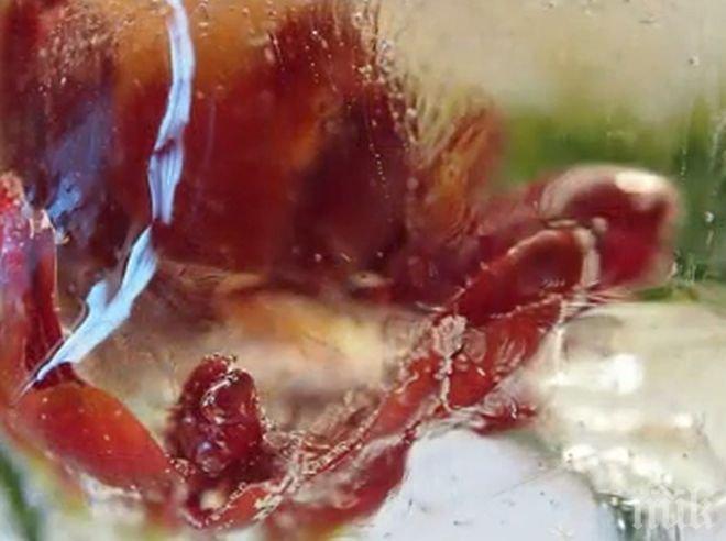 ПИК TV: Леден ден във Варна