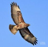 Еколози спасиха от бяла смърт защитен вид мишелов