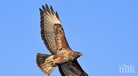 еколози спасиха бяла смърт защитен вид мишелов