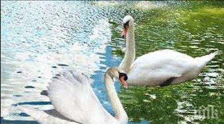 пожарникари спасиха пет лебеда сковани леда янтра