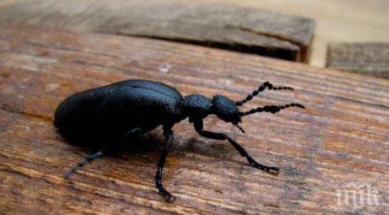 бръмбари вдъхновяват ледоустойчива самолетна повърхност