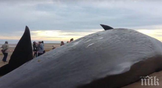Три кашалота изплуваха мъртви в Линкълншър