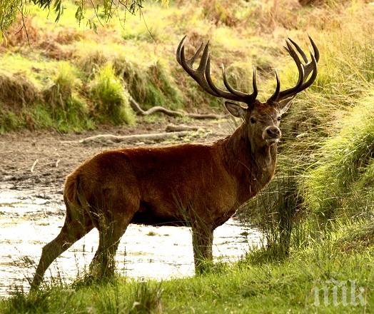 Задържаха трима бракониери в Мездра
