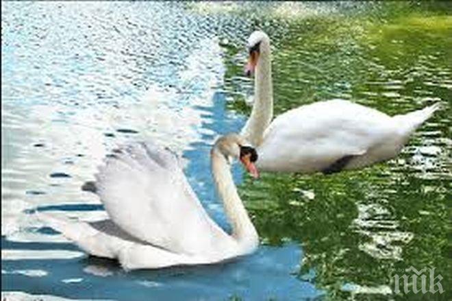 Пожарникари спасиха пет лебеда, сковани от леда в Янтра