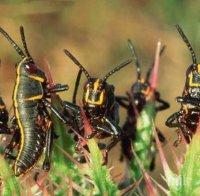 Аржентина страда от историческо нашествие на скакалци