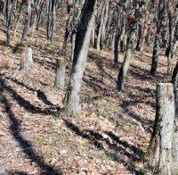 Бракониери нападнаха и раниха горска охрана в местността ‘Бармука