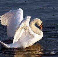 Спасиха ням лебед край Созопол