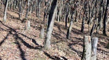 бракониери нападнаха раниха горска охрана местността ‘бармука
