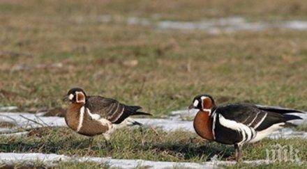 350 милиона лева скочи схемата червеногушите гъски