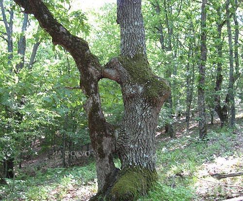 Парк „Странджа” отбелязва 21-та си годишнина с изложба в бургаския Природонаучен музей