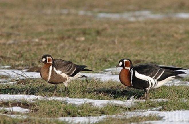 От 50 на 350 милиона лева скочи схемата с червеногушите гъски 