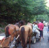 Цигани изсичат дърветата в столичния „Западен парк”