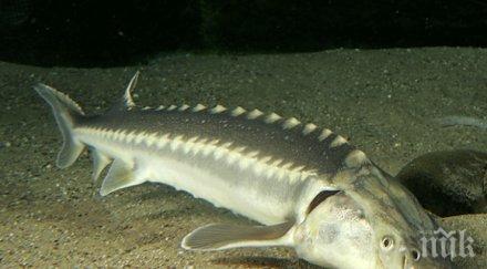 удължиха пет години риболова есетра дунав черно море