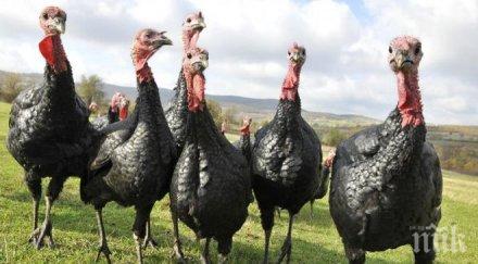 старец изгоря купили пуйки фалшиви евра