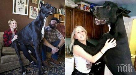 ексклузивно пик високото куче света роко 213 висок леброн джеймс