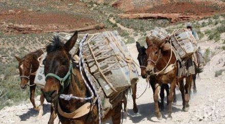 дий турската войска правят кавалерия мулета