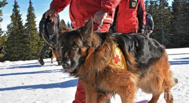 Обучават кучета да намират затрупани от лавина 