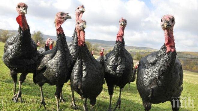 Старец изгоря, купили му 10 пуйки с фалшиви евра