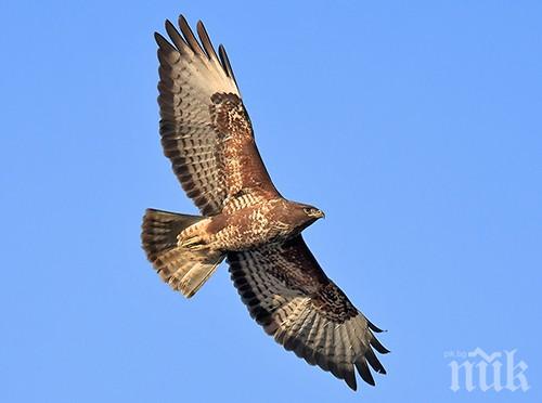 Спасиха премръзнал мишелов в село Осен