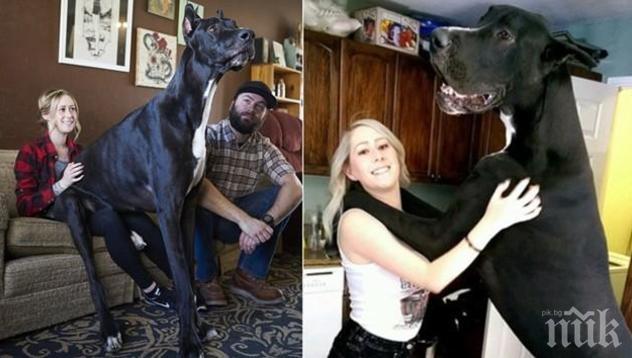 ЕКСКЛУЗИВНО В ПИК! Ето го най-високото куче в света! Роко е 213 см! По-висок е от Леброн Джеймс!