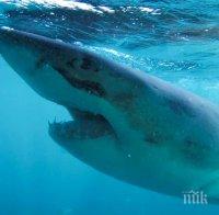 Акула изяде друга в аквариум в Сеул