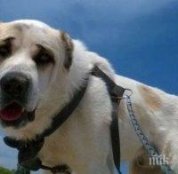 Кучешка каишка превежда лая на домашния ни любимец