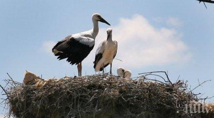 щъркели зимуват стара загора