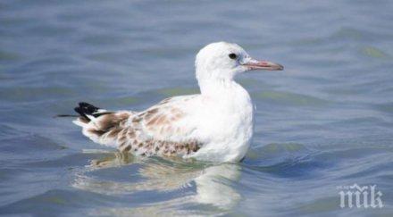 атанасовското езеро съхранило своята уникалност