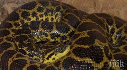 жълта анаконда черна мамба видят бургаските ученици ваканцията