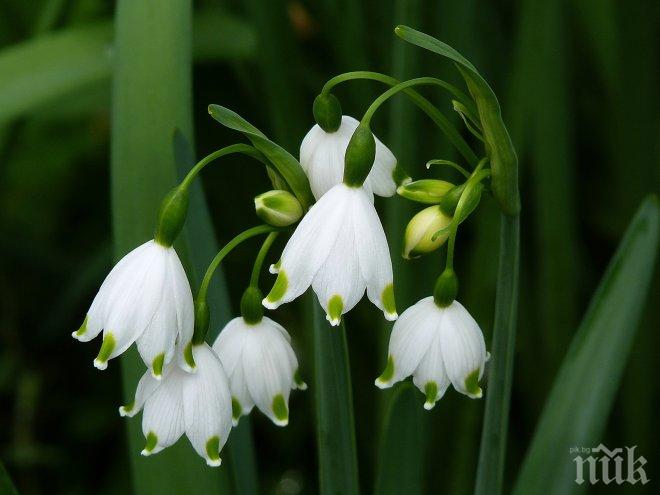 21 градуса очакват този вторник в Плевен