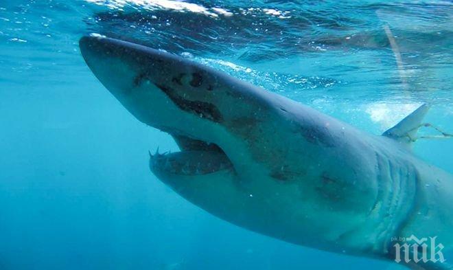 Акула изяде друга в аквариум в Сеул