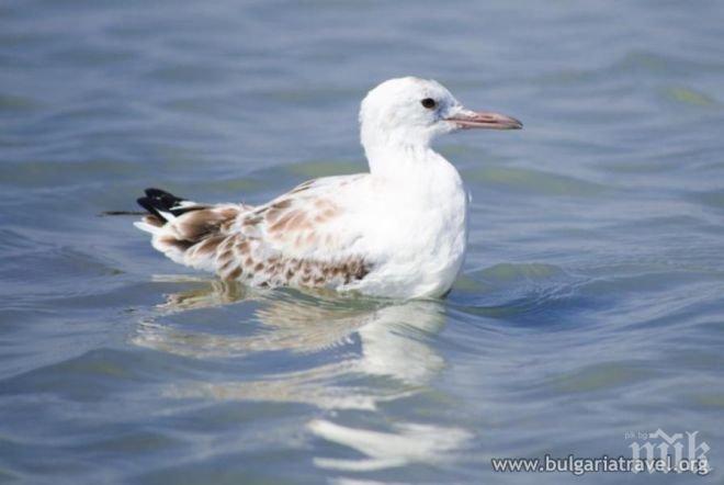 Атанасовското езеро е съхранило своята уникалност 