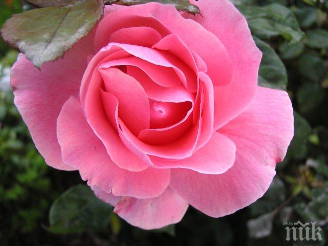 Жалко! Едва 0,1% от произведеното в България розово масло остава у нас